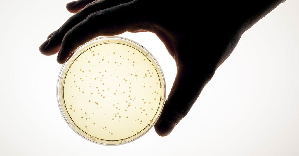 Validation services microbial testing: petri dish with bacterial colonies